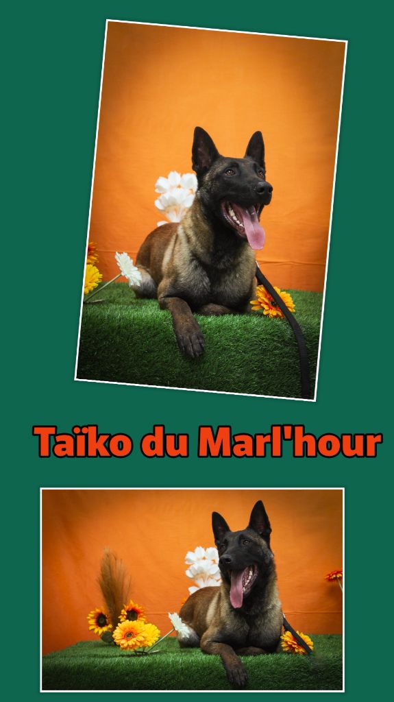 Taïko du Marl'Hour