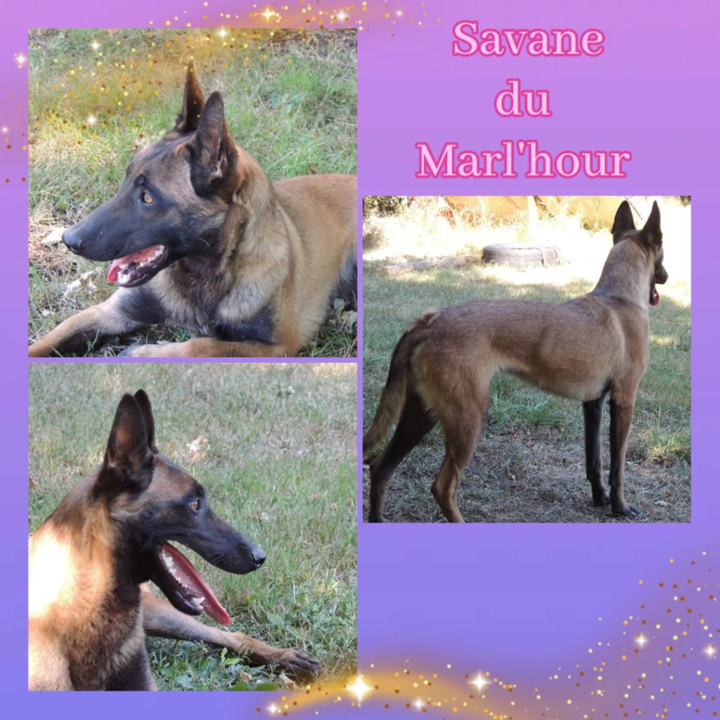 Savane du Marl'Hour
