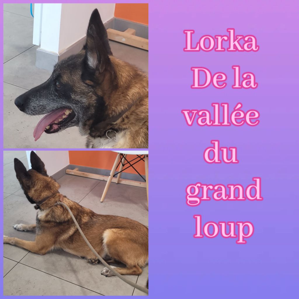 Lorka de la vallée du grand loup