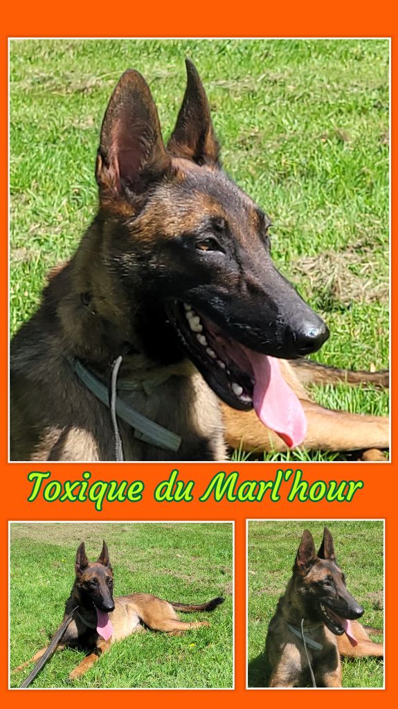 Toxique du Marl'Hour
