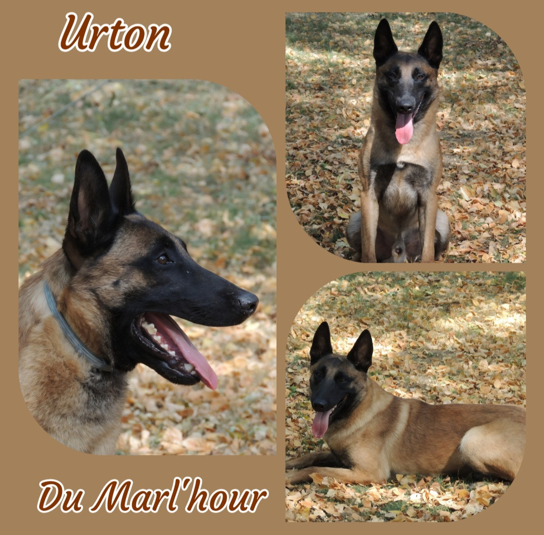 Urton  du Marl'Hour