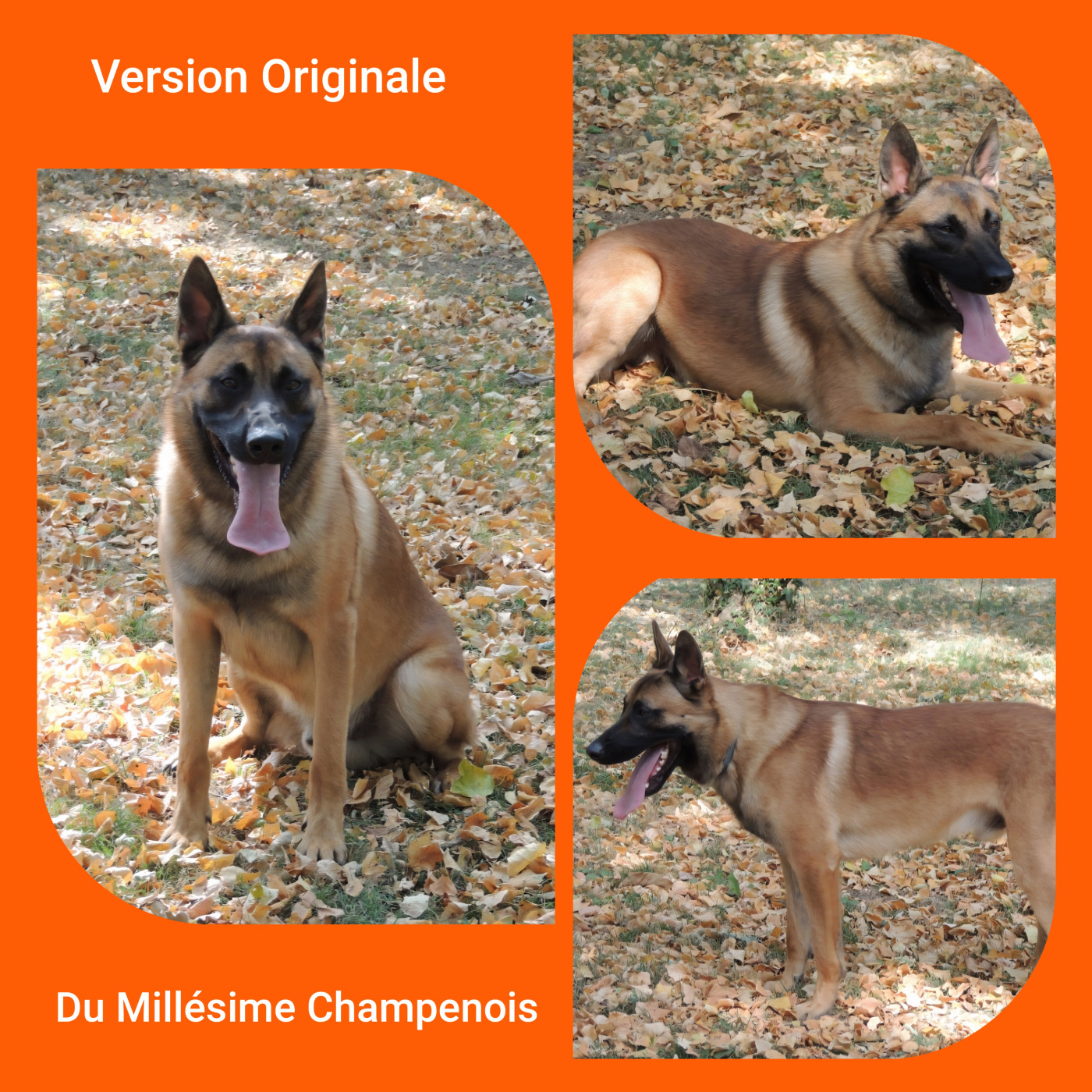 Version originale dit V.O Du Millésime Champenois