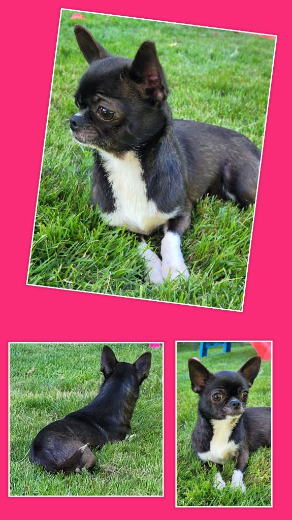 Femelle adulte en vente 