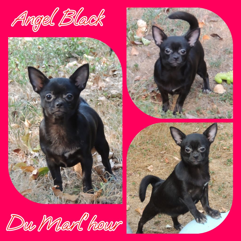 Jeune femelle en vente 