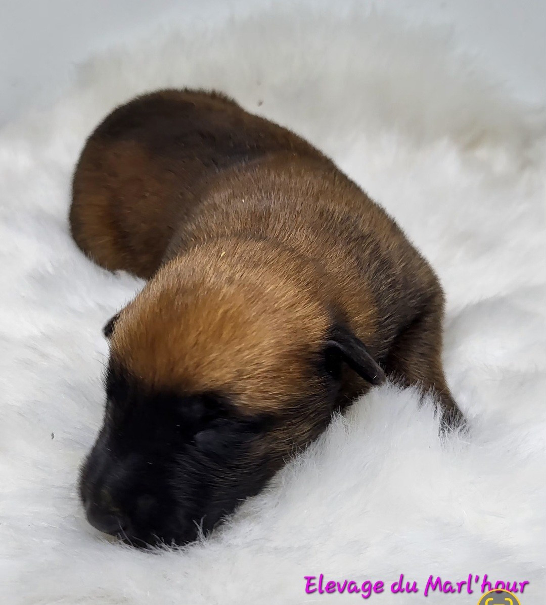 du Marl'Hour - Chiots disponibles - Berger Belge