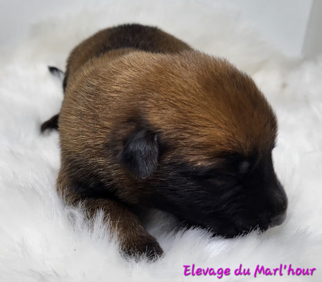 du Marl'Hour - Chiots disponibles - Berger Belge