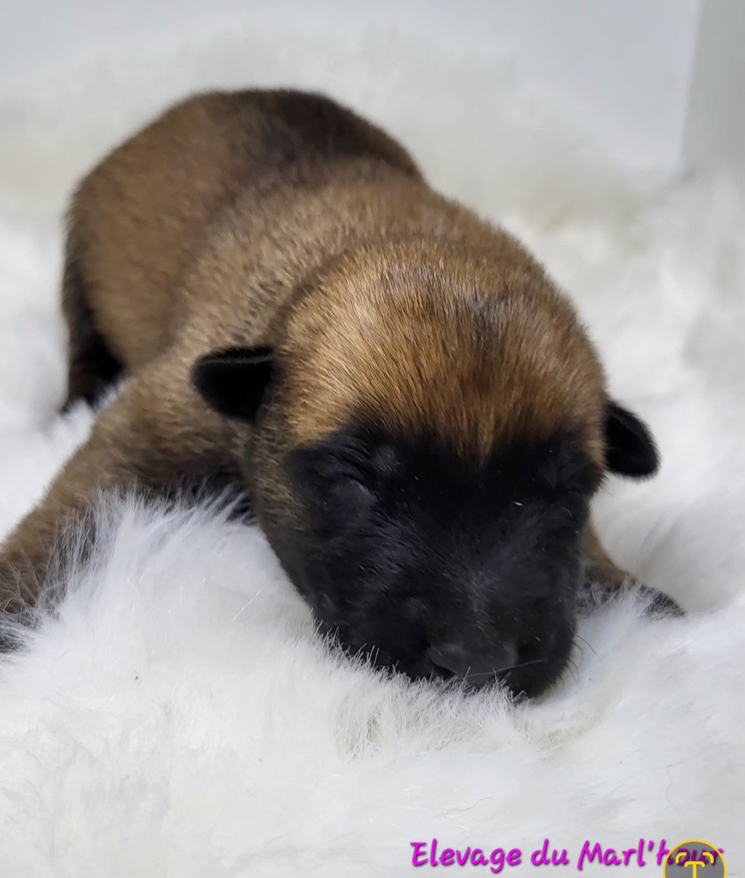 du Marl'Hour - Chiots disponibles - Berger Belge