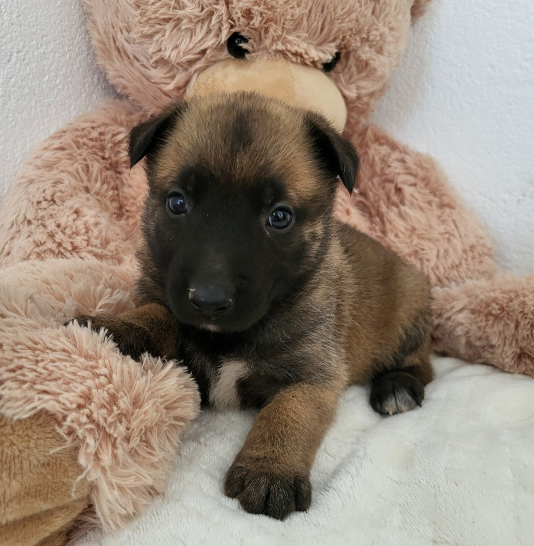 du Marl'Hour - Chiots disponibles - Berger Belge