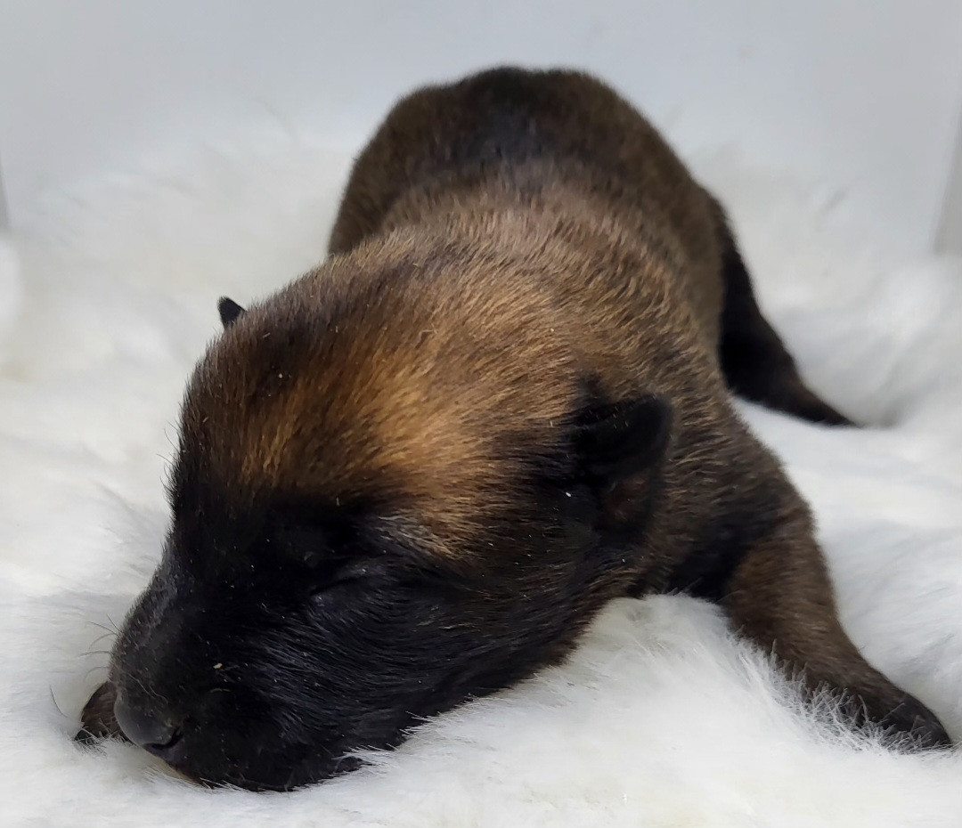 du Marl'Hour - Chiots disponibles - Berger Belge