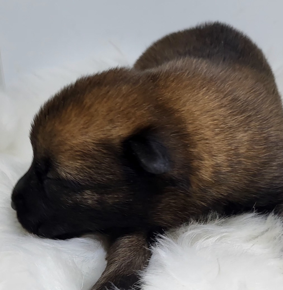 du Marl'Hour - Chiots disponibles - Berger Belge