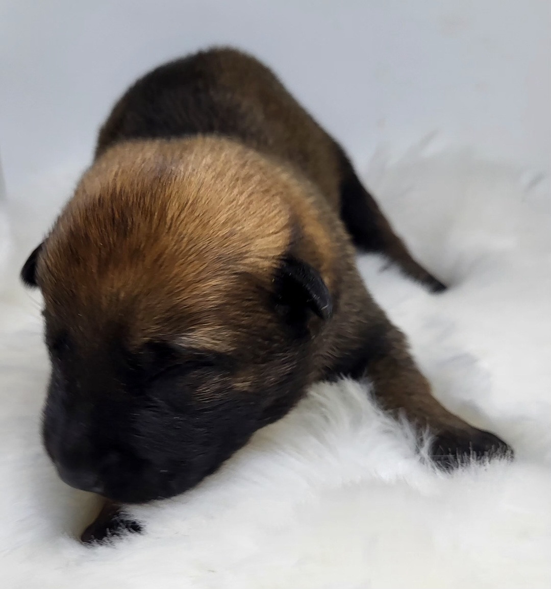 du Marl'Hour - Chiots disponibles - Berger Belge