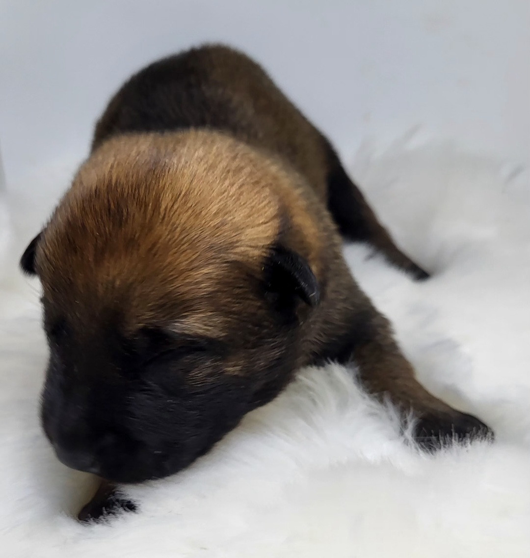 du Marl'Hour - Chiots disponibles - Berger Belge