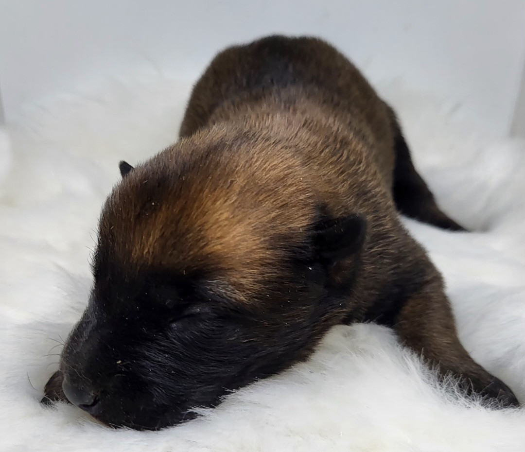 du Marl'Hour - Chiots disponibles - Berger Belge