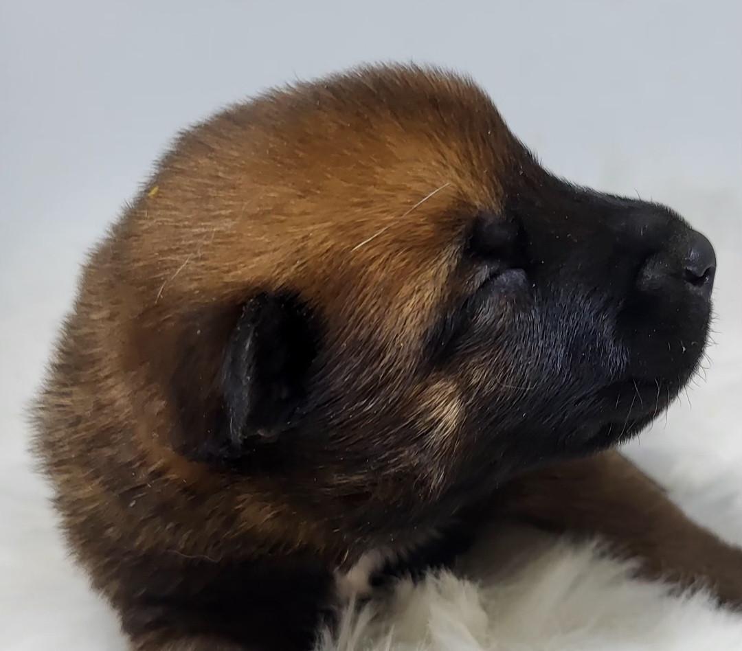 du Marl'Hour - Chiots disponibles - Berger Belge