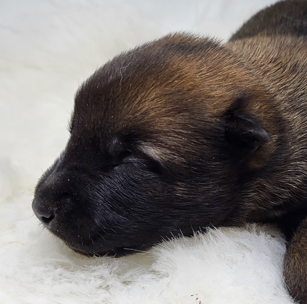du Marl'Hour - Chiots disponibles - Berger Belge