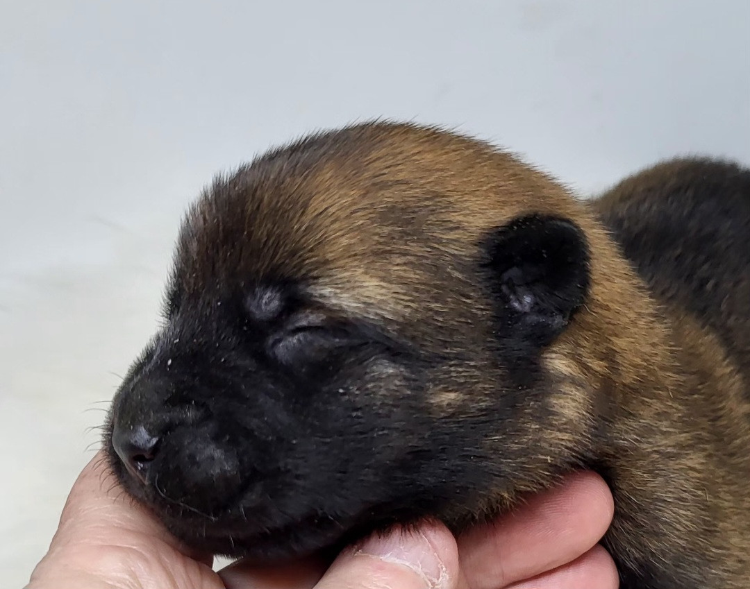 du Marl'Hour - Chiots disponibles - Berger Belge