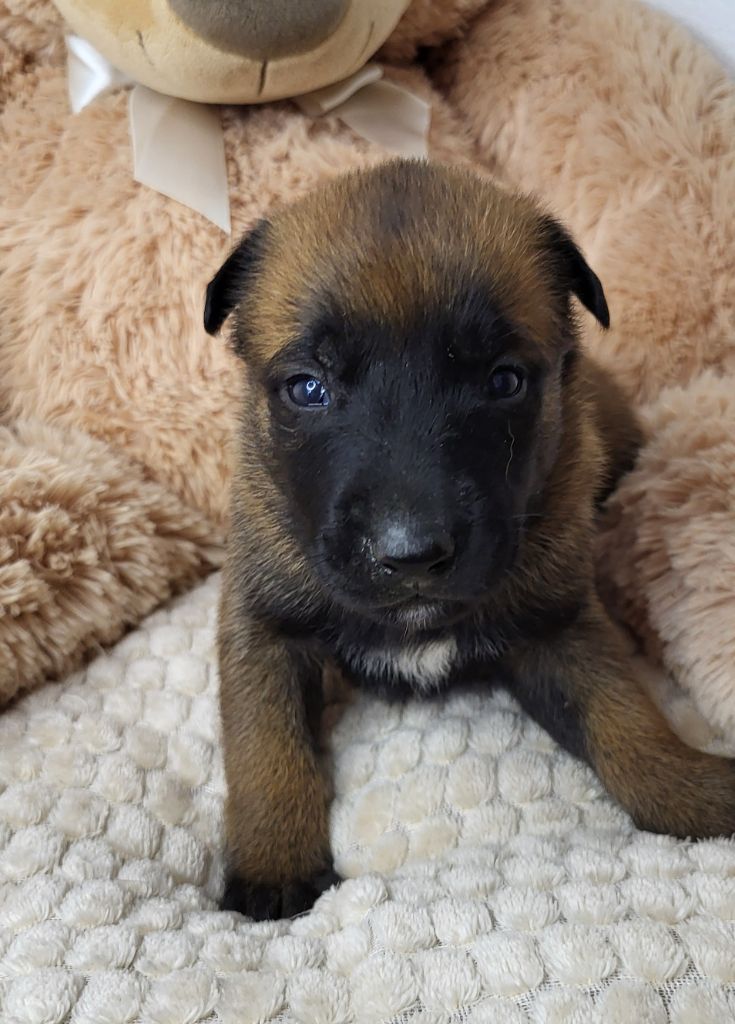 du Marl'Hour - Chiots disponibles - Berger Belge