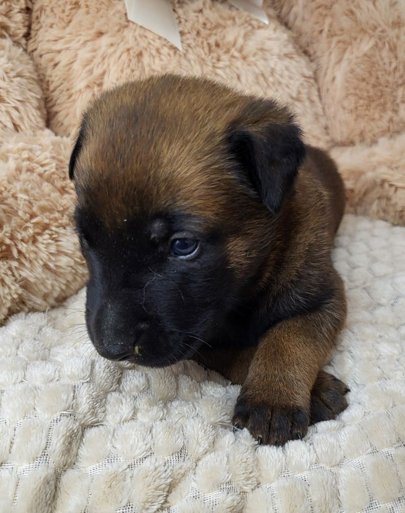 du Marl'Hour - Chiots disponibles - Berger Belge