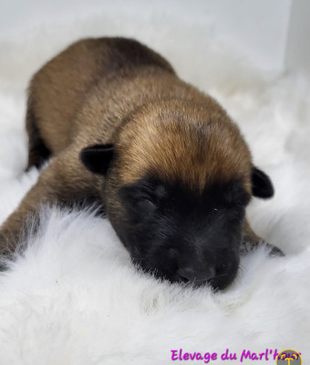 Chiot N°11