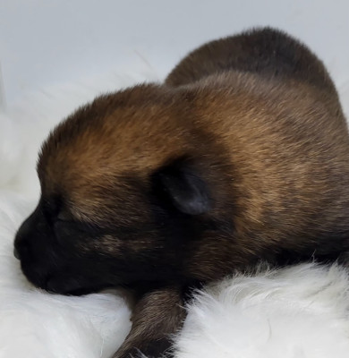 Chiot N°3