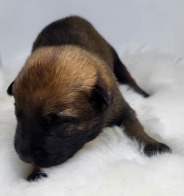 Chiot N°4