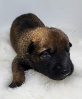 Chiot N°1