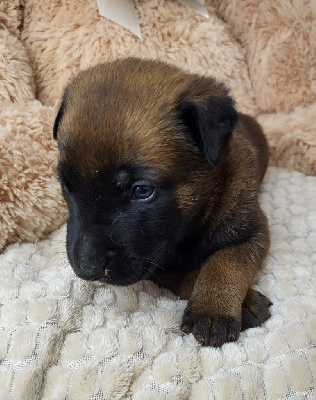 CHIOT