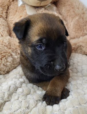 CHIOT