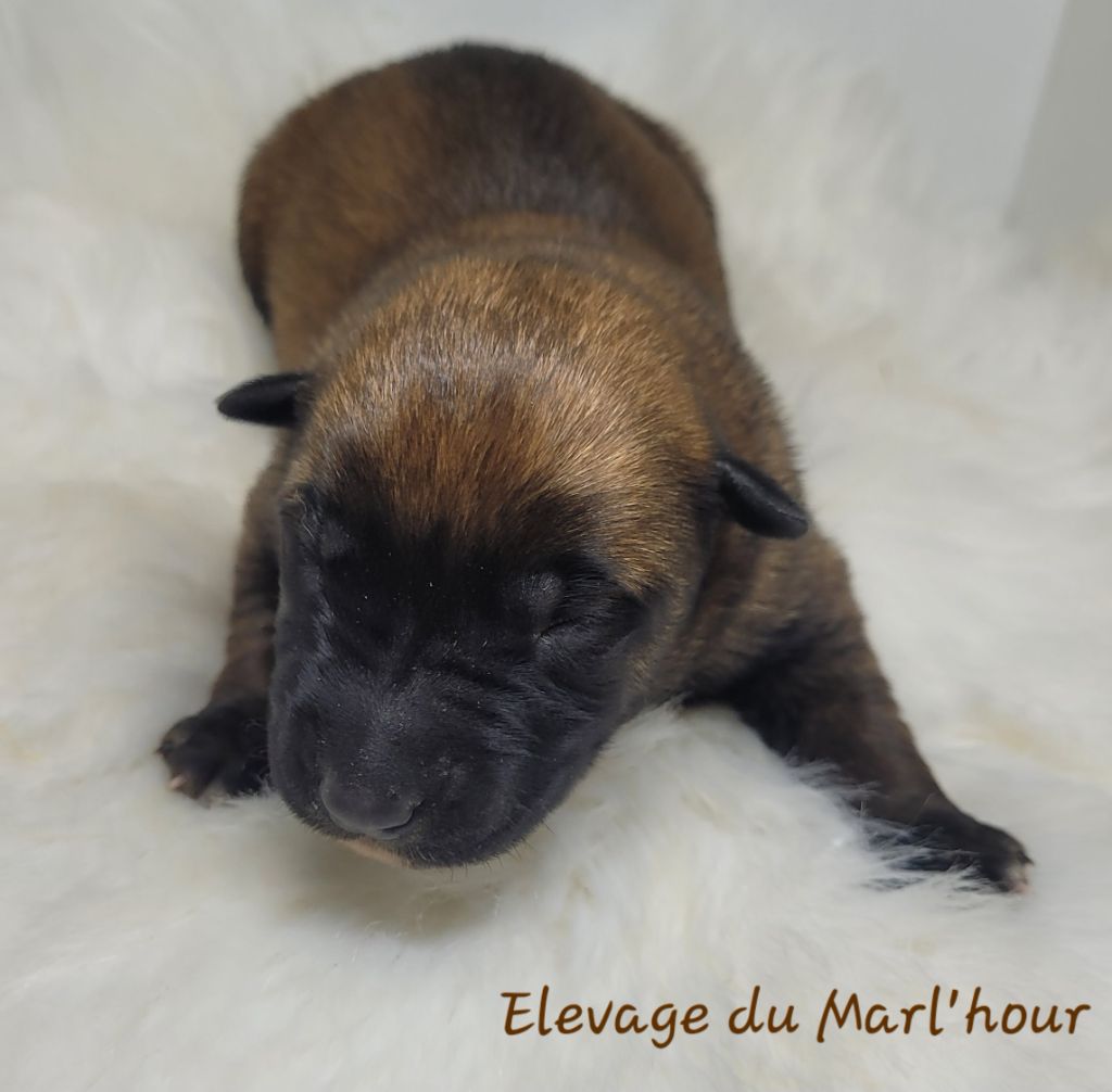 du Marl'Hour - Chiots disponibles - Berger Belge