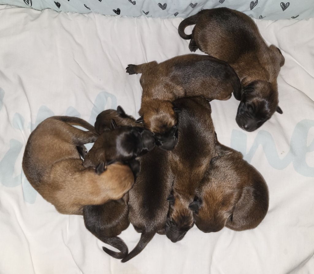 du Marl'Hour - Berger Belge - Portée née le 18/11/2025