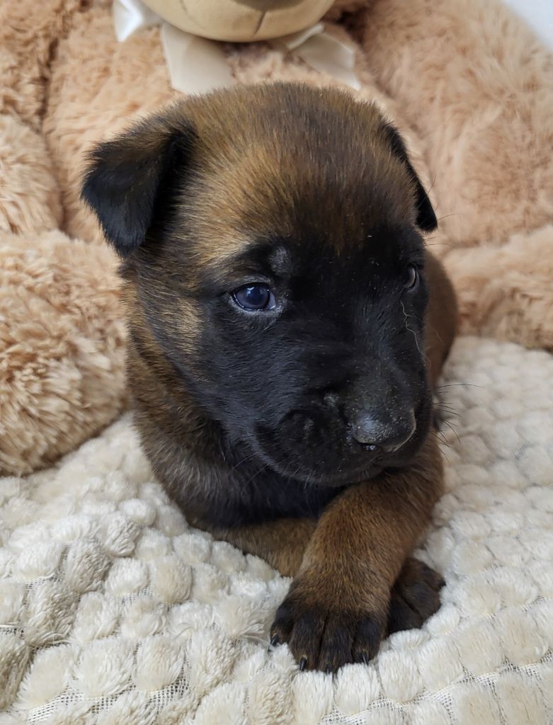 du Marl'Hour - Chiots disponibles - Berger Belge